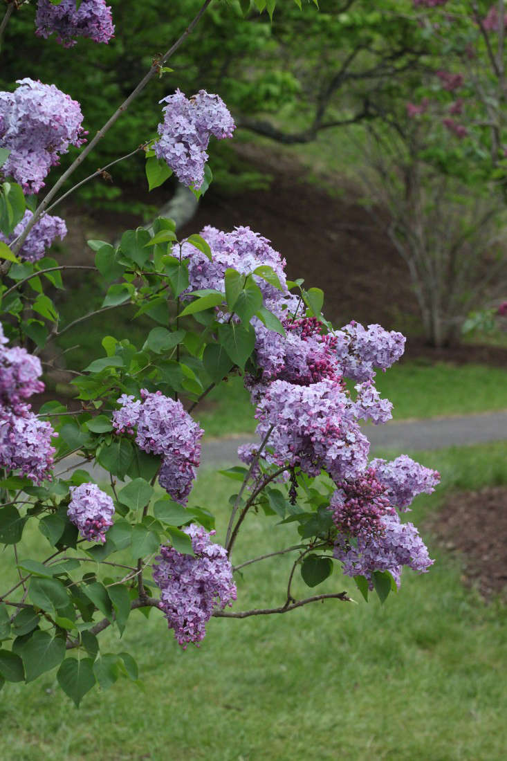 As old and established as the Arnold Arboretum is, it only make sense that it would have its own cultivar. Syringa chinensis 